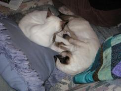 more kittens